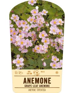 Bildstabetikett, Anemone tomentosa VS