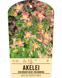 Bildstabetikett, Aquilegia Caerulea-Hybr. VS