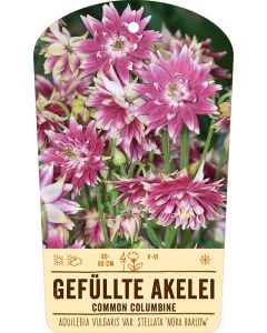 Bildstabetikett, Aquilegia vulgaris 'Nora Barlow' VS
