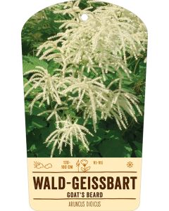Bildstabetikett, Aruncus dioicus VS