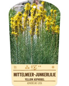 Bildstabetikett, Asphodeline lutea VS