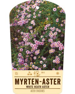 Bildstabetikett, Aster ericoides VS