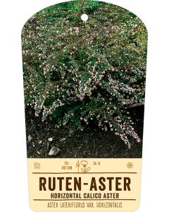 Bildstabetikett, Aster lateriflorus var. horizontalis VS