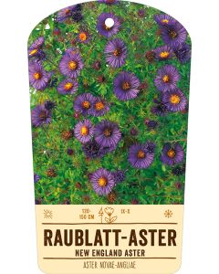 Bildstabetikett, Aster novae-angliae VS