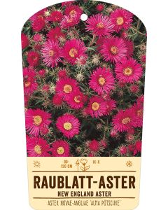 Bildstabetikett, Aster novae-angliae 'Alma Pötschke' VS