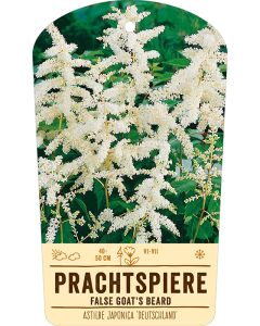 Bildstabetikett, Astilbe Japonica ÆDeutschlandÆ VS