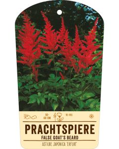 Bildstabetikett, Astilbe Japonica ÆErfurtÆ VS