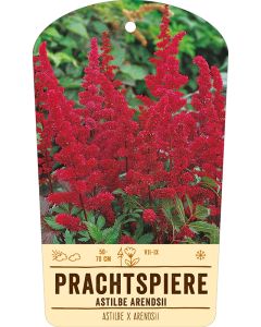 Bildstabetikett, Astilbe x arendsii VS