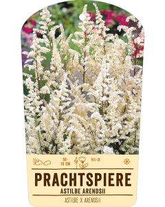 Bildstabetikett, Astilbe x arendsii VS