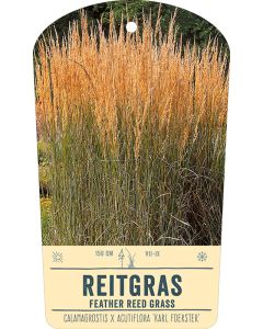 Bildstabetikett, Calamagrostis x acutiflora 'Karl Foerster' VS