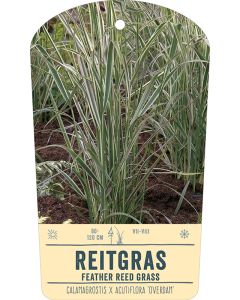 Bildstabetikett, Calamagrostis x acutiflora 'Overdam' VS