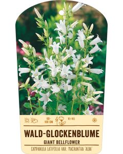 Bildstabetikett, Campanula latifolia var. mac. ÆAlbaÆ VS