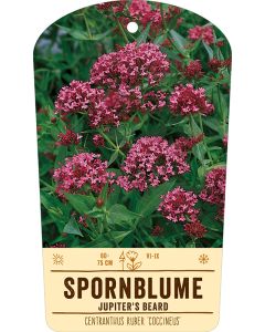 Bildstabetikett, Centranthus ruber 'Coccineus' VS