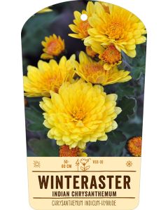 Bildstabetikett, Chrysanthemum Indicum VS