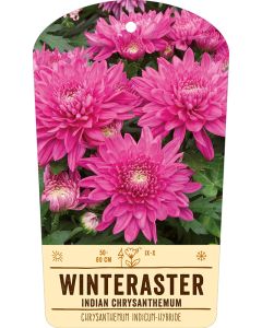 Bildstabetikett, Chrysanthemum Indicum VS