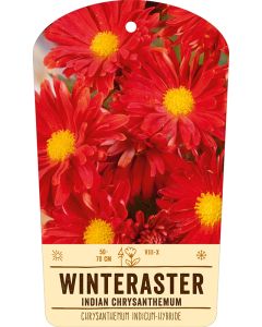 Bildstabetikett, Chrysanthemum Indicum VS