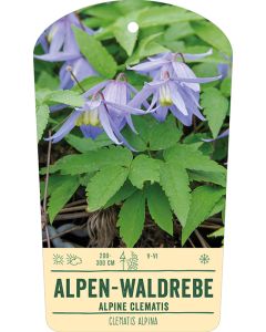 Bildstabetikett, Clematis alpina VS