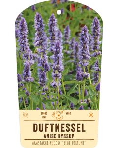 Bildstabetikett, Agastache 'Blue Fortune' VS