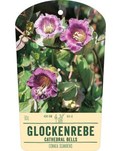 Bildstabetikett, Cobaea scandens VS