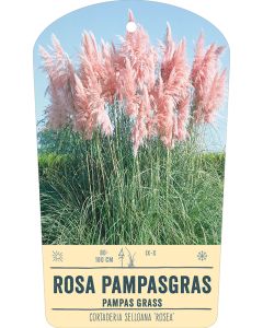 Bildstabetikett, Cortaderia selloana 'Rosea' VS