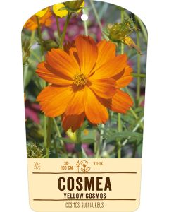 Bildstabetikett, Cosmos sulphureus VS
