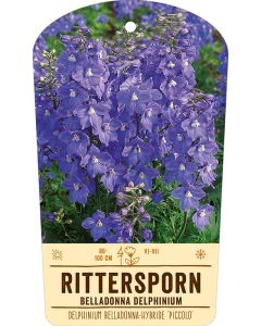 Bildstabetikett, Delphinium Belladonna-Hybride 'Piccolo' VS