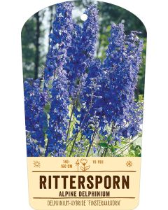 Bildstabetikett, Delphinium-Hybride 'Finsteraarhorn' VS