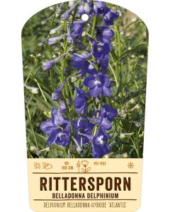 Bildstabetikett, Delphinium x belladonna ÆAtlantisÆ VS