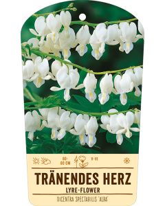 Bildstabetikett, Dicentra spectabilis 'Alba' VS