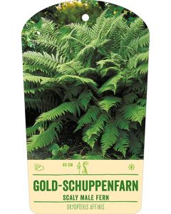 Bildstabetikett, Dryopteris affinis VS