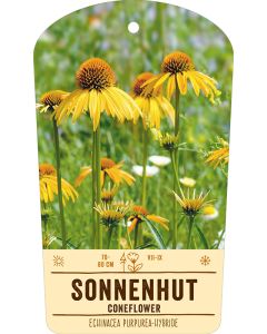 Bildstabetikett, Echinacea purpurea-Hybr. VS