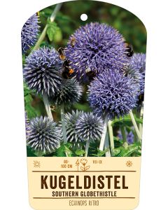 Bildstabetikett, Echinops ritro VS