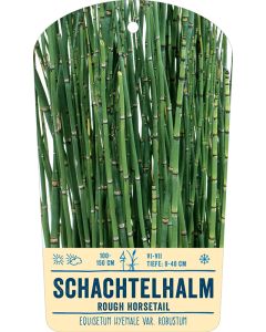Bildstabetikett, Equisetum hyemale var. robustum VS