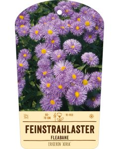 Bildstabetikett, Erigeron 'Adria' VS
