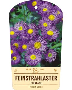 Bildstabetikett, Erigeron-Hybride VS