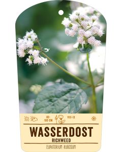 Bildstabetikett, Eupatorium rugosum VS