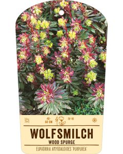 Bildstabetikett, Euphorbia amygdal. 'Purpurea' VS