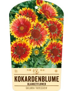 Bildstabetikett, Gaillardia 'Fackelschein' VS