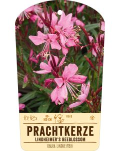Bildstabetikett, Gaura lindheimeri VS