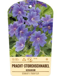 Bildstabetikett, Geranium x magnificum VS