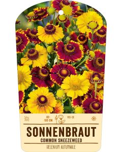 Bildstabetikett, Helenium autumnale VS