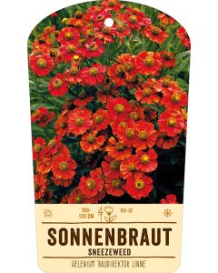 Bildstabetikett, Helenium 'Baudirektor Linne' VS