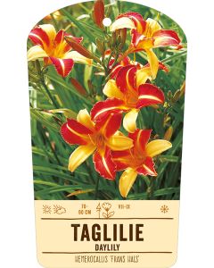 Bildstabetikett, Hemerocallis 'Frans Hals' VS