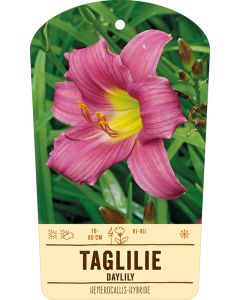 Bildstabetikett, Hemerocallis-Hybride VS