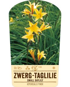 Bildstabetikett, Hemerocallis minor VS