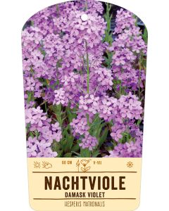 Bildstabetikett, Hesperis matronalis VS