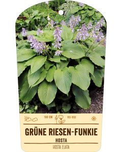 Bildstabetikett, Hosta elata VS