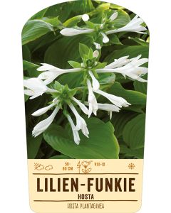 Bildstabetikett, Hosta plantaginea VS