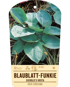 Bildstabetikett, Hosta sieboldiana VS