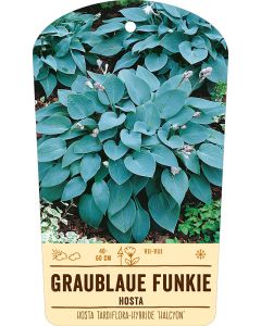 Bildstabetikett, Hosta Tardiflora-Hybride 'Halcyon' VS